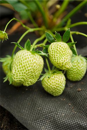 simsearch:659-06903612,k - close up of unripe green strawberries in a container with black garden fabric protection to keep fruit clean. Photographie de stock - Premium Libres de Droits, Code: 659-06903206