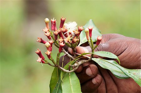 plante - A hand holding clove flowers Photographie de stock - Premium Libres de Droits, Code: 659-06903358