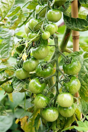 simsearch:659-06903197,k - Green tomatoes on the vine in the garden Photographie de stock - Premium Libres de Droits, Code: 659-06903362