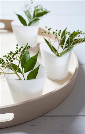 Unripe sprays of elderberries in cups Photographie de stock - Premium Libres de Droits, Code: 659-06903629