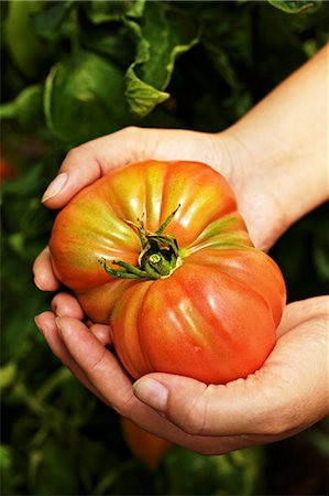 simsearch:659-07028413,k - Hands holding an Oxheart tomato Photographie de stock - Premium Libres de Droits, Code: 659-06903904