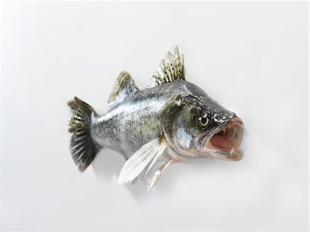 fresh fish - A whole zander Stock Photo - Premium Royalty-Free, Code: 659-07026986