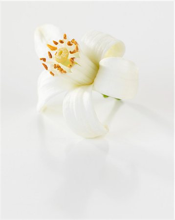 flower decoration - An orange flower Stock Photo - Premium Royalty-Free, Code: 659-07027855