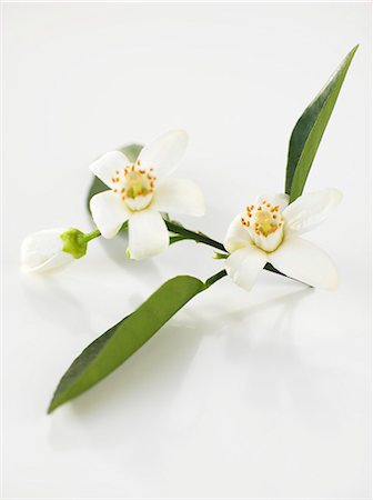 Orange blossom Photographie de stock - Premium Libres de Droits, Code: 659-07027856