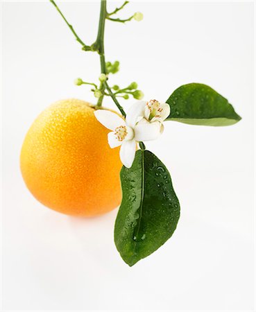 fresh fruit - An orange with flowers hanging from the stem Stock Photo - Premium Royalty-Free, Code: 659-07027858