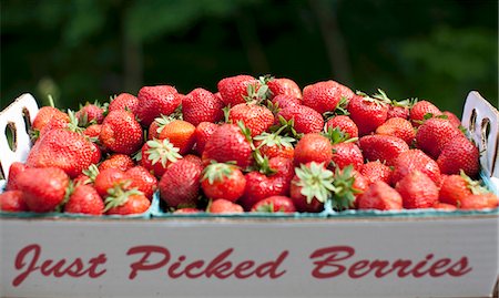 simsearch:659-06186737,k - Fresh Picked Strawberries in a "Just Picked Berries" Box; Outdoors Photographie de stock - Premium Libres de Droits, Code: 659-07028022