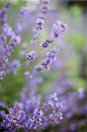 Lavender Blooming Outdoors Foto de stock - Sin royalties Premium, Código: 659-07028023