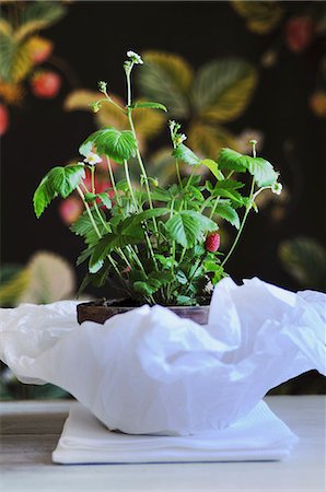 simsearch:659-06152167,k - A strawberry plant in a pot on paper Stock Photo - Premium Royalty-Free, Code: 659-07028169