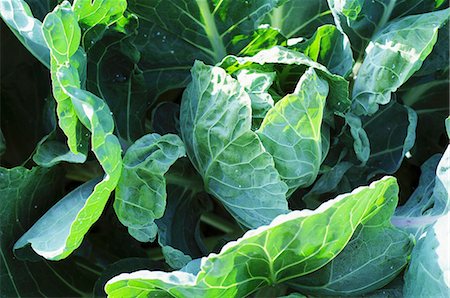 simsearch:659-06155374,k - White cabbage growing in the field Foto de stock - Sin royalties Premium, Código: 659-07028396