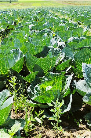 simsearch:659-07610201,k - A field of white cabbages Photographie de stock - Premium Libres de Droits, Code: 659-07028397