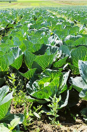 simsearch:659-07739070,k - A field of white cabbages Photographie de stock - Premium Libres de Droits, Code: 659-07028397