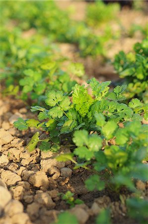 simsearch:659-07028402,k - Coriander plants growing in the field Photographie de stock - Premium Libres de Droits, Code: 659-07028399