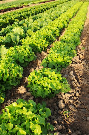 farming growing - Oak leaf and Batavia lettuce growing in the field Stock Photo - Premium Royalty-Free, Code: 659-07028407