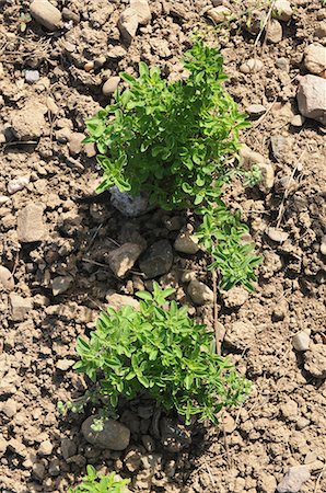 simsearch:659-06307681,k - Oregano growing in the field Photographie de stock - Premium Libres de Droits, Code: 659-07028402