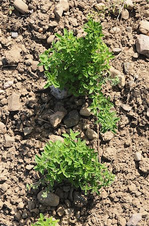 Oregano growing in the field Photographie de stock - Premium Libres de Droits, Code: 659-07028402