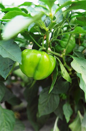 simsearch:659-07028412,k - Hot peppers on the plant Photographie de stock - Premium Libres de Droits, Code: 659-07028403