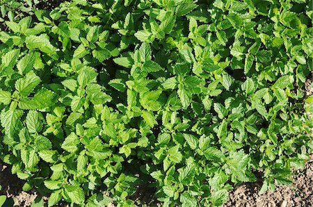 simsearch:659-06307681,k - Lemon balm growing in the field (view from above) Photographie de stock - Premium Libres de Droits, Code: 659-07028414