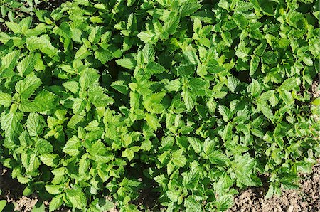 simsearch:659-08905170,k - Lemon balm growing in the field (view from above) Photographie de stock - Premium Libres de Droits, Code: 659-07028414