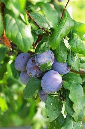 prunus domestica - Plums on the branch Foto de stock - Sin royalties Premium, Código: 659-07028416