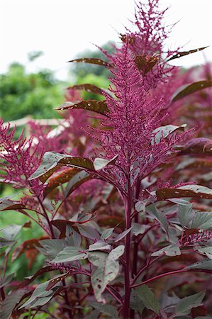 Chia Seed Plant Foto de stock - Sin royalties Premium, Código: 659-07028444