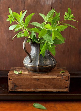 simsearch:659-06156006,k - Fresh Mint on a Pitcher Photographie de stock - Premium Libres de Droits, Code: 659-07028568