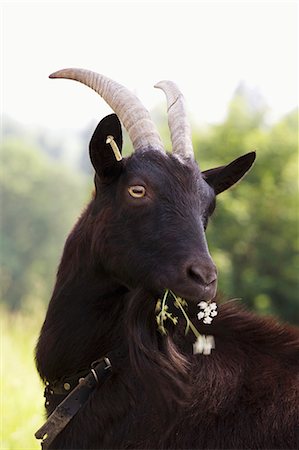 feeding livestock - A black goat Stock Photo - Premium Royalty-Free, Code: 659-07028643