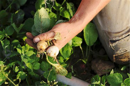 simsearch:659-07069512,k - A man harvesting radishes Foto de stock - Royalty Free Premium, Número: 659-07068544