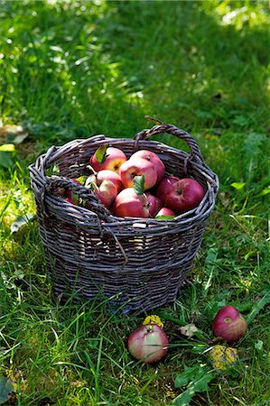 simsearch:659-06151942,k - Red apples in a basket in a field Photographie de stock - Premium Libres de Droits, Code: 659-07069465