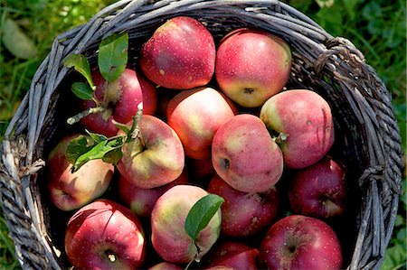 Red apples in a basket in a field Foto de stock - Sin royalties Premium, Código: 659-07069466