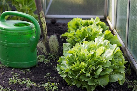 pá de jardim - Endives growing in a greenhouse Foto de stock - Royalty Free Premium, Número: 659-07069469