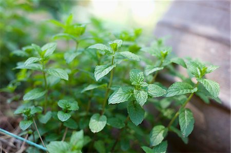 Fresh mint growing in a bed Stock Photo - Premium Royalty-Free, Code: 659-07069481