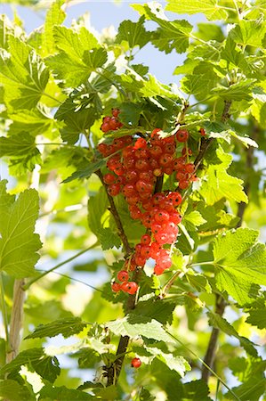 simsearch:659-07958234,k - Redcurrants on a bush Stock Photo - Premium Royalty-Free, Code: 659-07069518