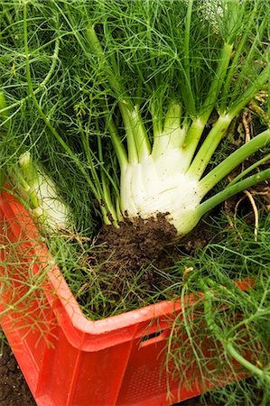 Freshly harvested fennel in a crate Stock Photo - Premium Royalty-Free, Code: 659-07069512