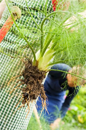 simsearch:659-07068544,k - Fennel being harvested in the garden Photographie de stock - Premium Libres de Droits, Code: 659-07069513