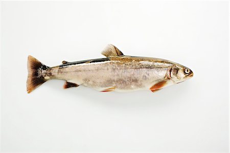 simsearch:659-06671621,k - Arctic char on a white surface Stock Photo - Premium Royalty-Free, Code: 659-07069558