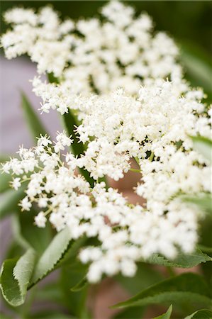 Elderflowers Stock Photo - Premium Royalty-Free, Code: 659-07069605