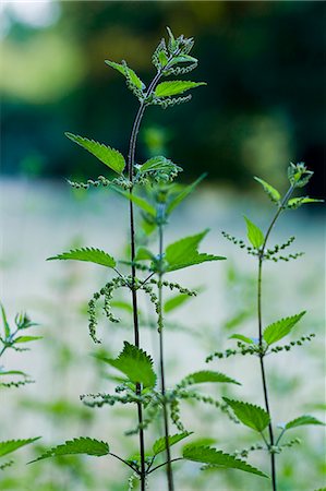 Stinging nettle plants in the park Stock Photo - Premium Royalty-Free, Code: 659-07069718