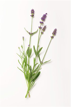 Lavender with flowers on a white surface Stock Photo - Premium Royalty-Free, Code: 659-07069749