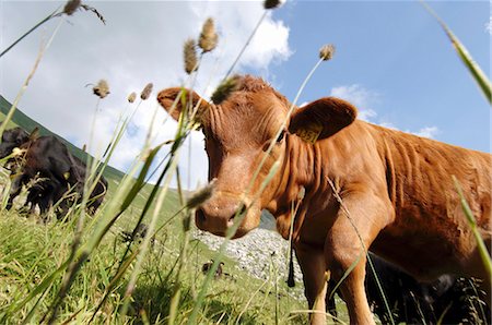 simsearch:659-07026838,k - An Angus cow on the Alps in the canton of Nidwalden, Switzerland Foto de stock - Sin royalties Premium, Código: 659-07069757