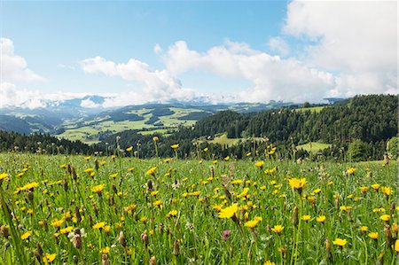 A view from Moosegg (canton of Bern, Switzerland) into Emmental and the Bernese Alps Stock Photo - Premium Royalty-Free, Code: 659-07069759