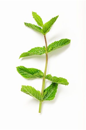peppermint (plant) - Mint on a white surface Stock Photo - Premium Royalty-Free, Code: 659-07069751