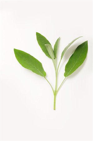 Sage on a white surface Foto de stock - Sin royalties Premium, Código: 659-07069753