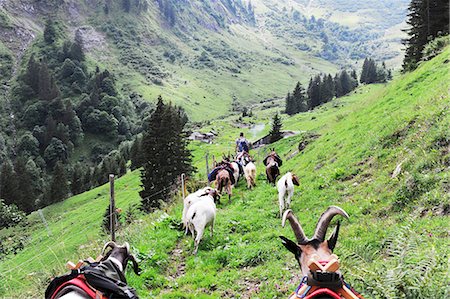 simsearch:659-07069757,k - High on the Alps with pack goats in the canton of Glarus Foto de stock - Royalty Free Premium, Número: 659-07069761