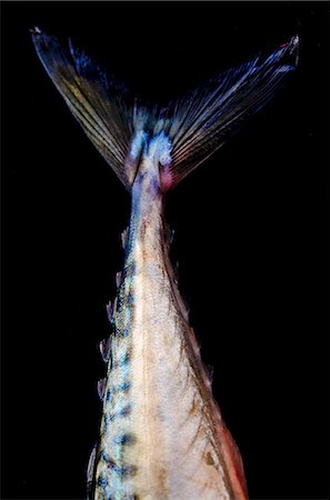 Mackerel tail Photographie de stock - Premium Libres de Droits, Code: 659-07069792