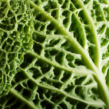 surface - Savoy cabbage leaf (close-up) Photographie de stock - Premium Libres de Droits, Code: 659-07069893
