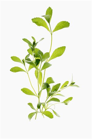 simsearch:659-07027154,k - A few sprigs of stevia Stock Photo - Premium Royalty-Free, Code: 659-07597005