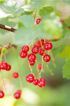 simsearch:659-07958234,k - Redcurrants on a bush Stock Photo - Premium Royalty-Free, Code: 659-07597088