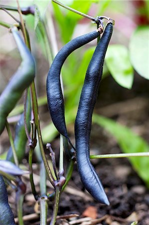 Violet beans on the plant in the garden Stock Photo - Premium Royalty-Free, Code: 659-07597325