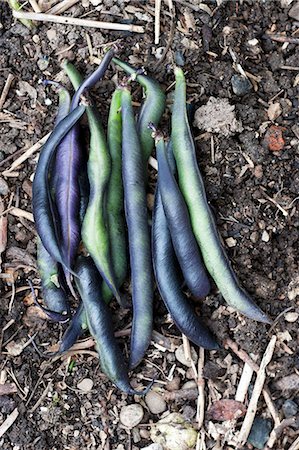 Violet beans on the soil in a vegetable bed Foto de stock - Sin royalties Premium, Código: 659-07597326