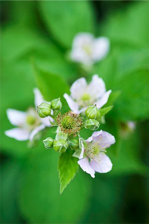 simsearch:659-01861028,k - Blackberry blossom (close-up) Foto de stock - Sin royalties Premium, Código: 659-07597327